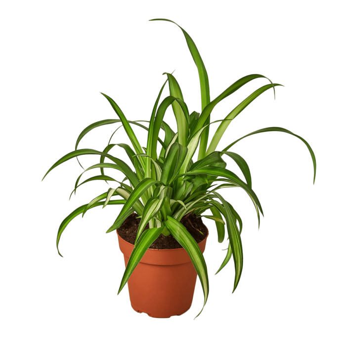 Spider Plant House Plants for Sale | Best Indoor Plants | plants for gifts | best online plant nursery | houseplantsale.com - houseplants for sale online | best indoor plants | forget me not flower market