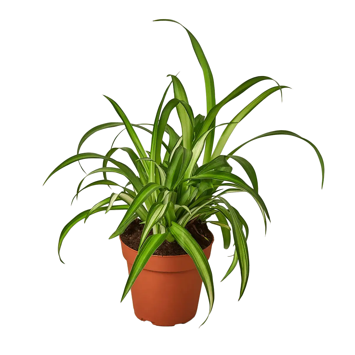Spider Plant House Plants for Sale | Best Indoor Plants | plants for gifts | best online plant nursery | houseplantsale.com - houseplants for sale online | best indoor plants | forget me not flower market
