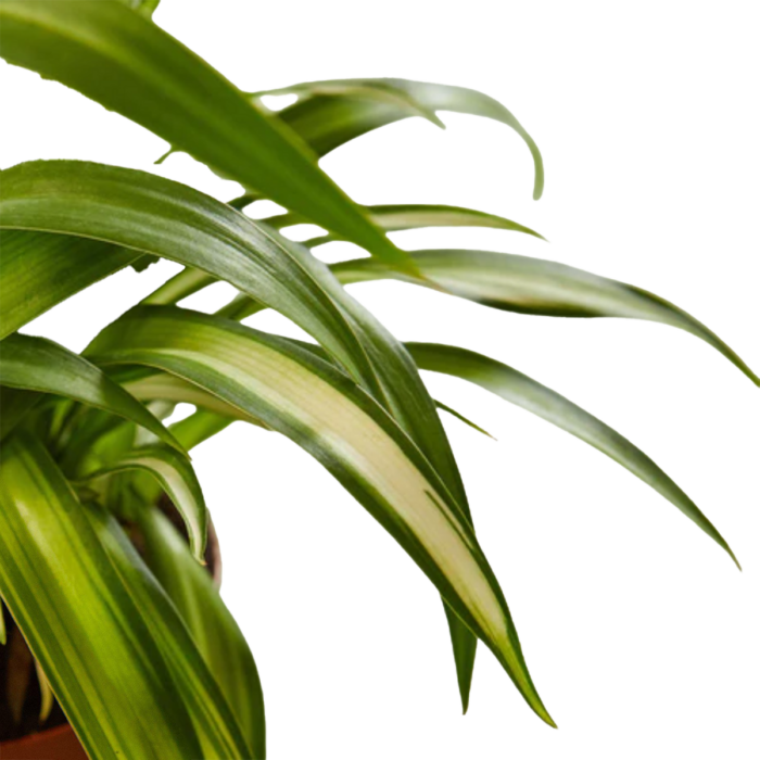 Spider Plant House Plants for Sale | Best Indoor Plants | plants for gifts | best online plant nursery | houseplantsale.com - houseplants for sale online | best indoor plants | forget me not flower market