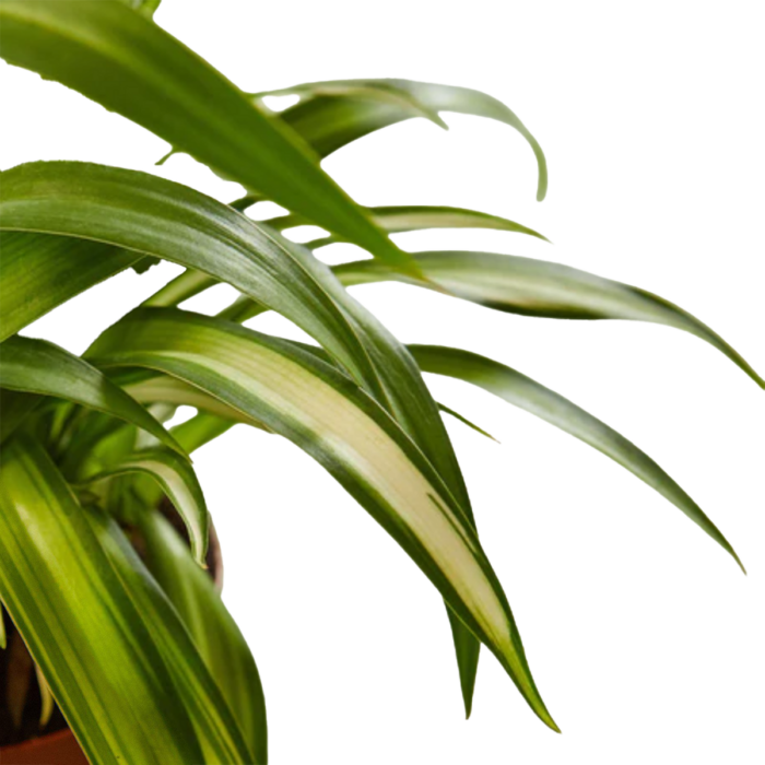 Hawaiian Spider Plant