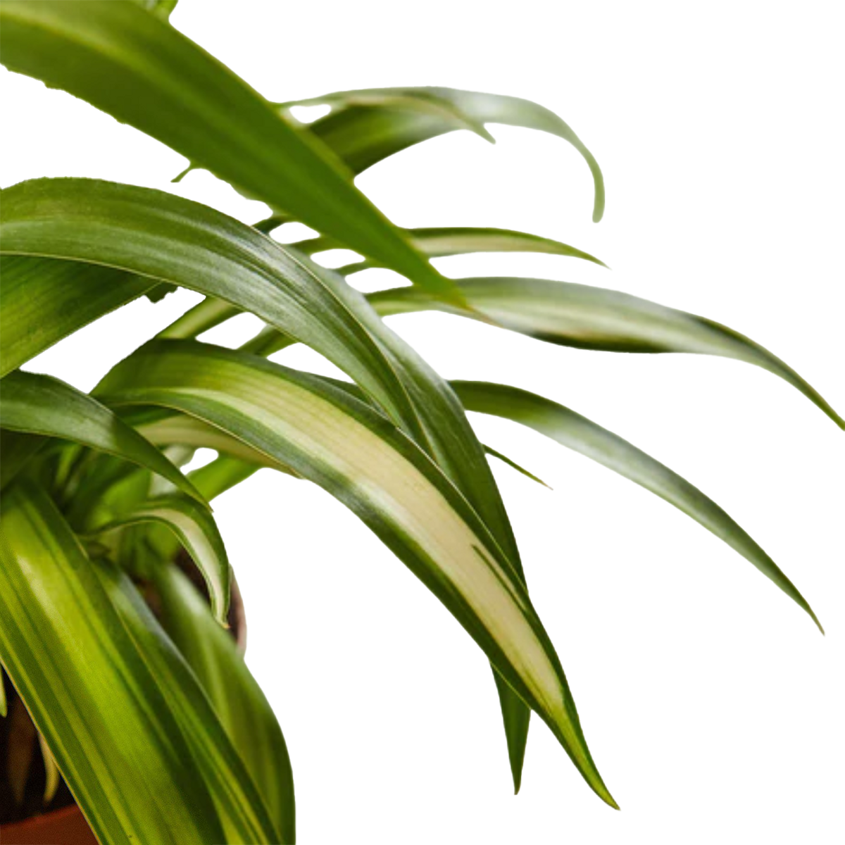 Spider Plants for Sale