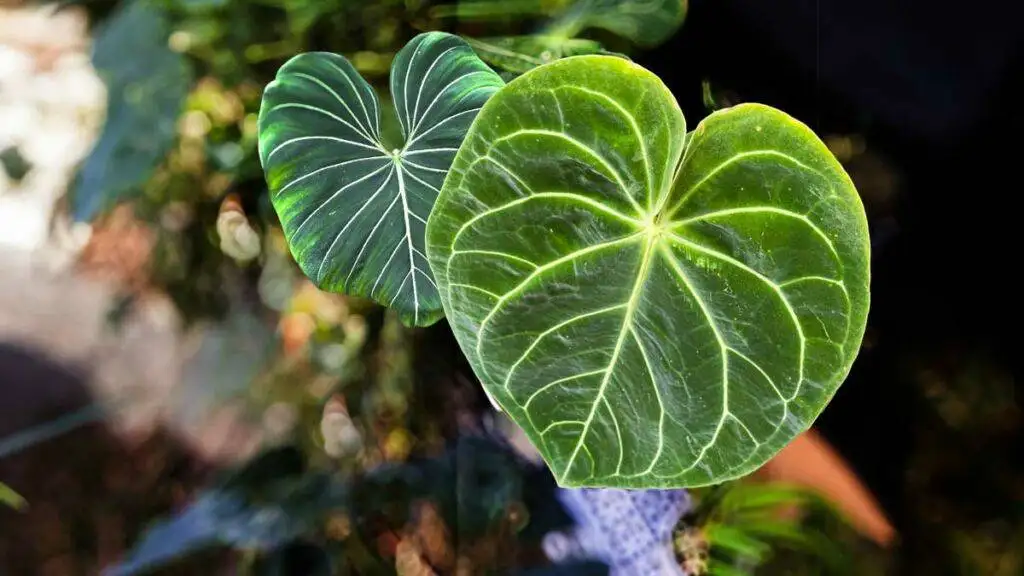 image of Anthurium Pterodactyl - Plants for Valentines Day