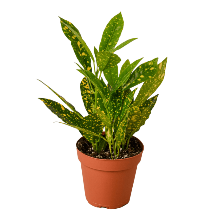 Image of Croton gold dust houseplant for sale online from Forget Me Not Flower Market & HouseplantSale.com