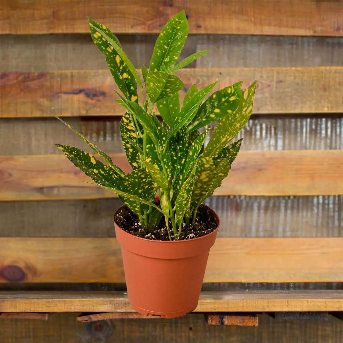 Croton Gold Dust | House Plants for Sale - Forget Me Not Flower Market