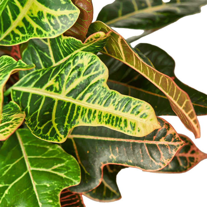 Image of Croton oak leaf details houseplant for sale online from Forget Me Not Flower Market & HouseplantSale.com