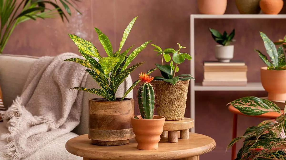 View Our Large Collection of House Plants For Sale Online