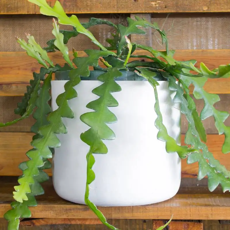 Cryptocereus Anthonyanus Zig Zag Cactus House Plants for Sale | Best Indoor Plants | Forget Me Not Flower Market | Bonita Springs Flower Market | Cape Coral, Fort Myers, Naples | Indoor Plants, Outdoor Plants, Garden Plants, Flower plants Nursery, Wholesale Flowers and more