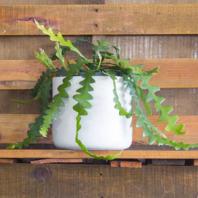 Cryptocereus Anthonyanus Zig Zag Cactus House Plants for Sale | Best Indoor Plants | Forget Me Not Flower Market | Bonita Springs Flower Market | Cape Coral, Fort Myers, Naples | Indoor Plants, Outdoor Plants, Garden Plants, Flower plants Nursery, Wholesale Flowers and more