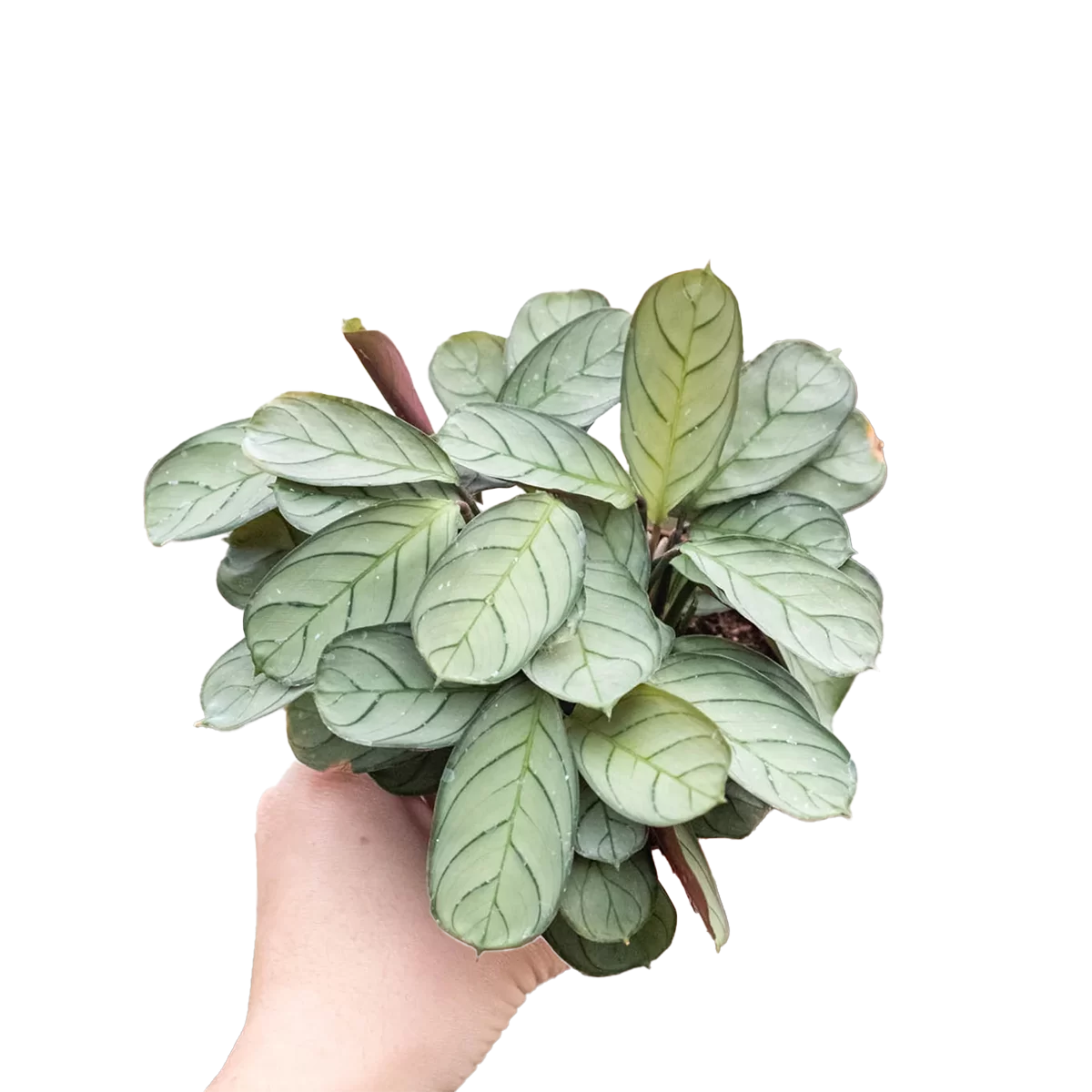Prayer plant, never never plant, ctenanthe burle marxii amagris, fishbone plant - best online plant nursery | houseplantsale.com - houseplants for sale online | best indoor plants | forget me not flower market