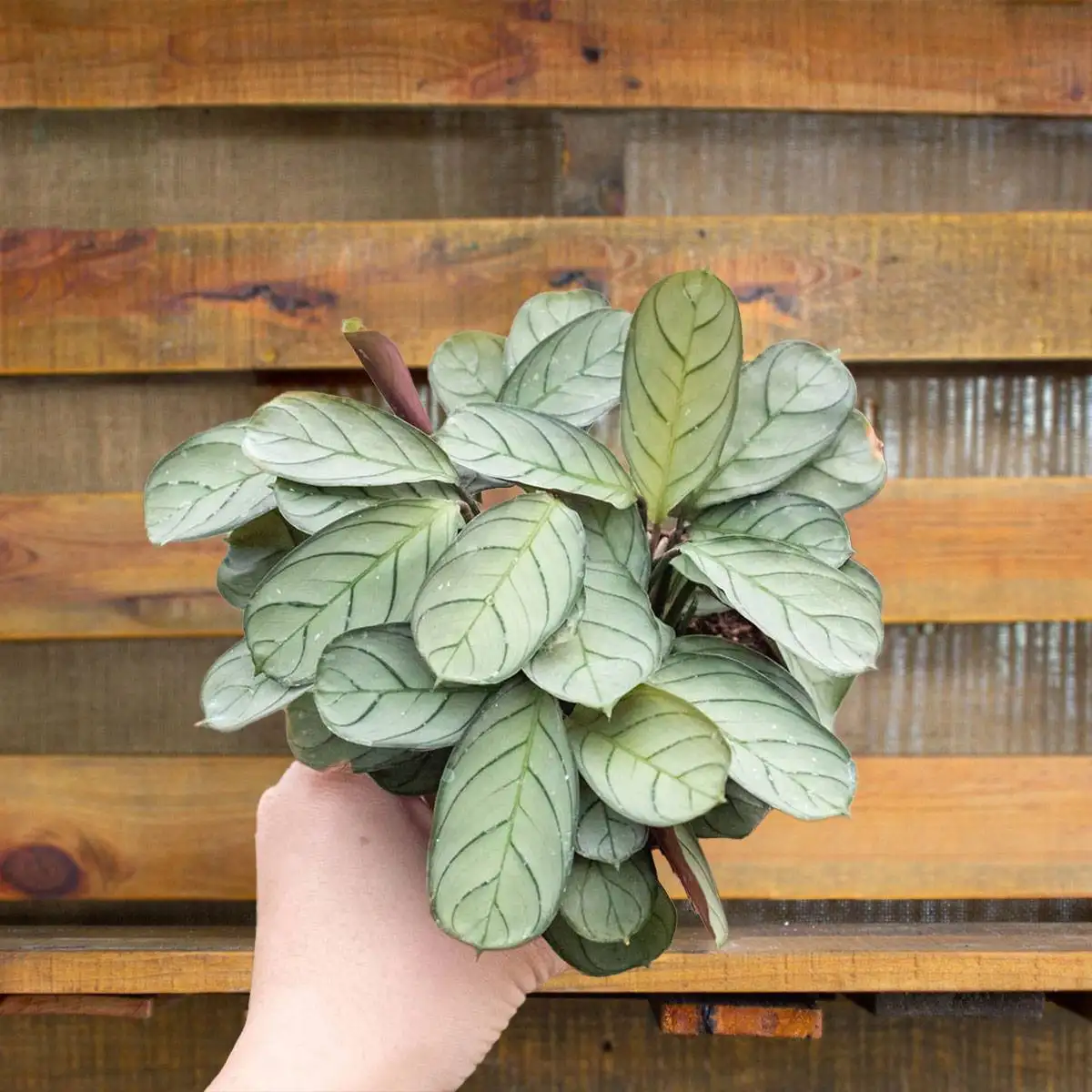 Prayer plant, never never plant, ctenanthe burle marxii amagris, fishbone plant - best online plant nursery | houseplantsale.com - houseplants for sale online | best indoor plants | forget me not flower market