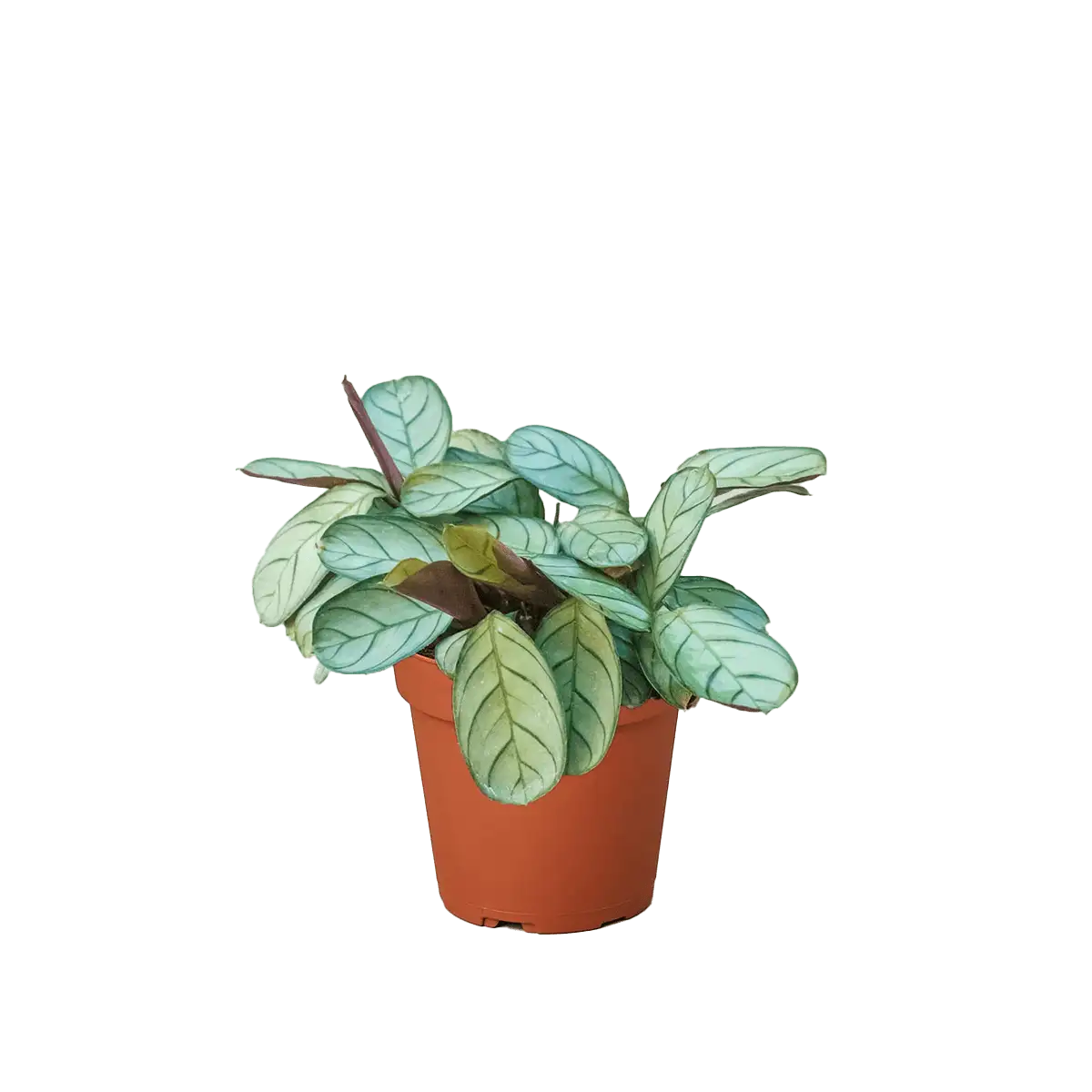 Prayer plant, never never plant, ctenanthe burle marxii amagris, fishbone plant - best online plant nursery | houseplantsale.com - houseplants for sale online | best indoor plants | forget me not flower market