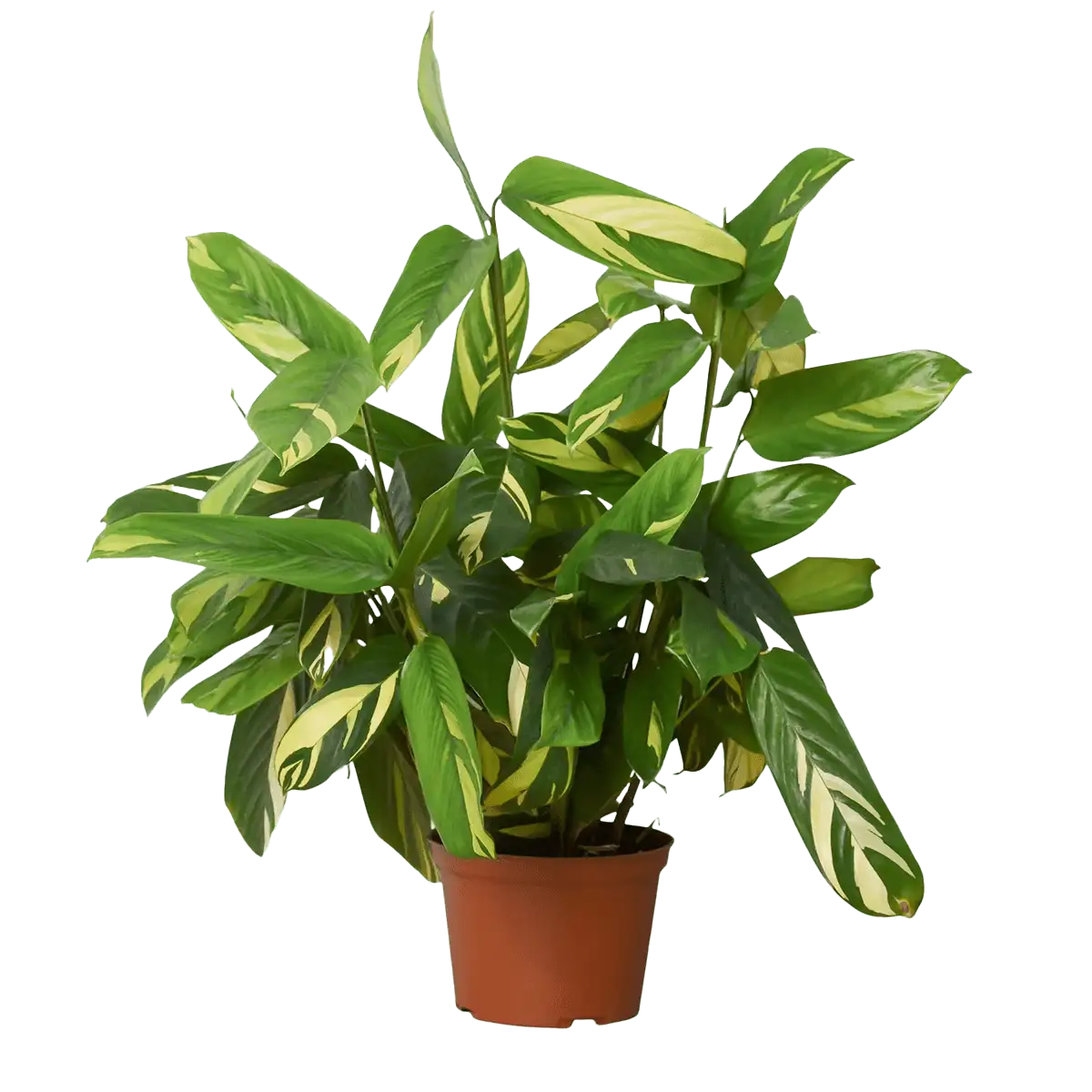 Ctenanthe Bamburanta Plant for Sale | | Houseplant Sale | Forget Me Not Flower Market