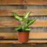 dieffenbachia amy | house plant sale | Forget Me Not Flower Market online plant shop | online nurseries near to me