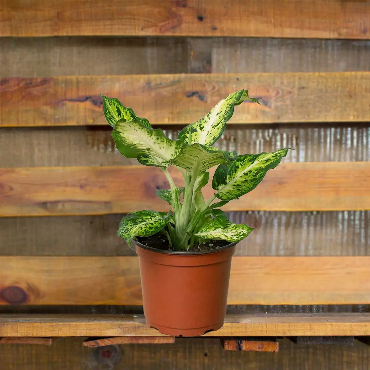 dieffenbachia amy | house plant sale | Forget Me Not Flower Market online plant shop | online nurseries near to me