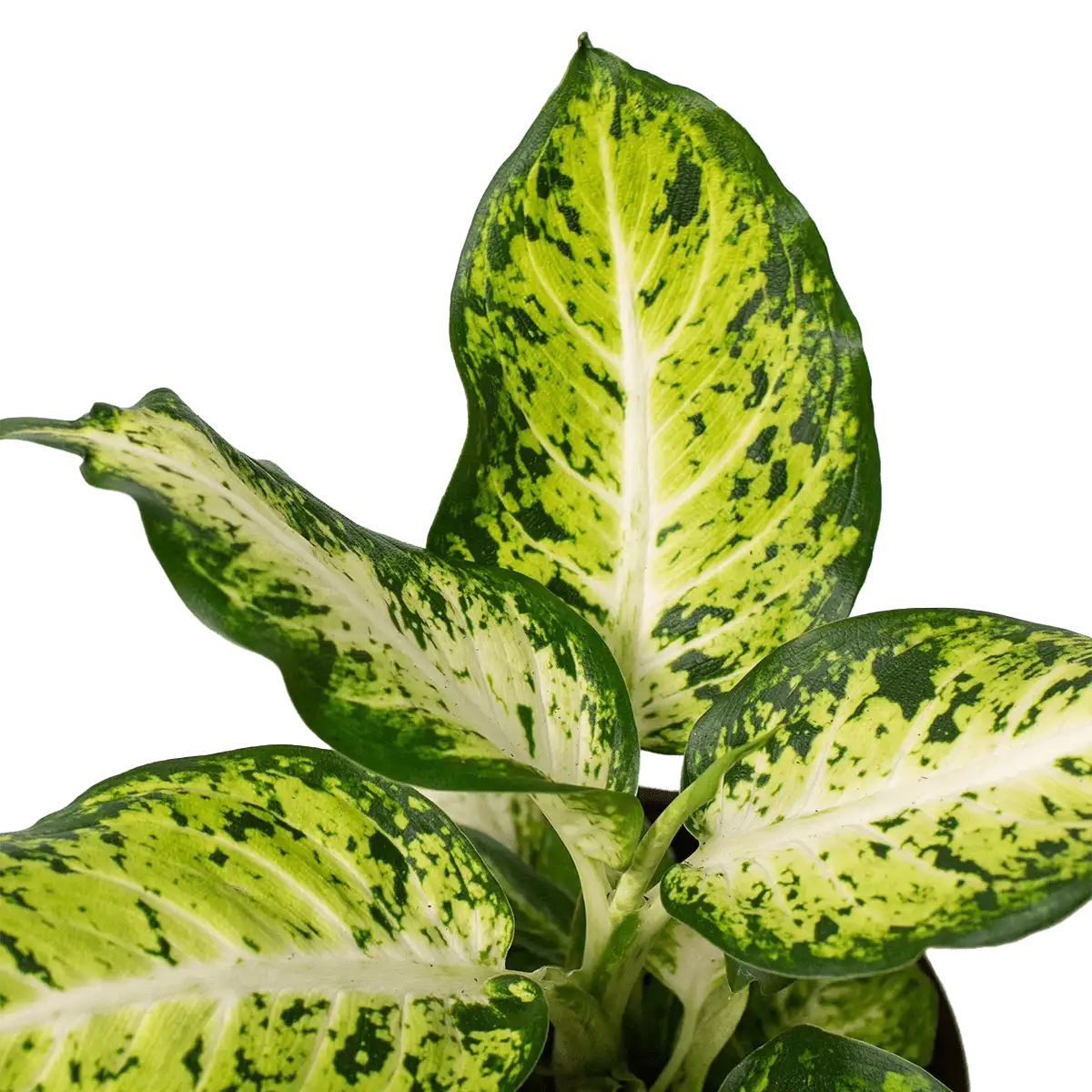 dieffenbachia amy | house plant sale | Forget Me Not Flower Market online plant shop | online nurseries near to me