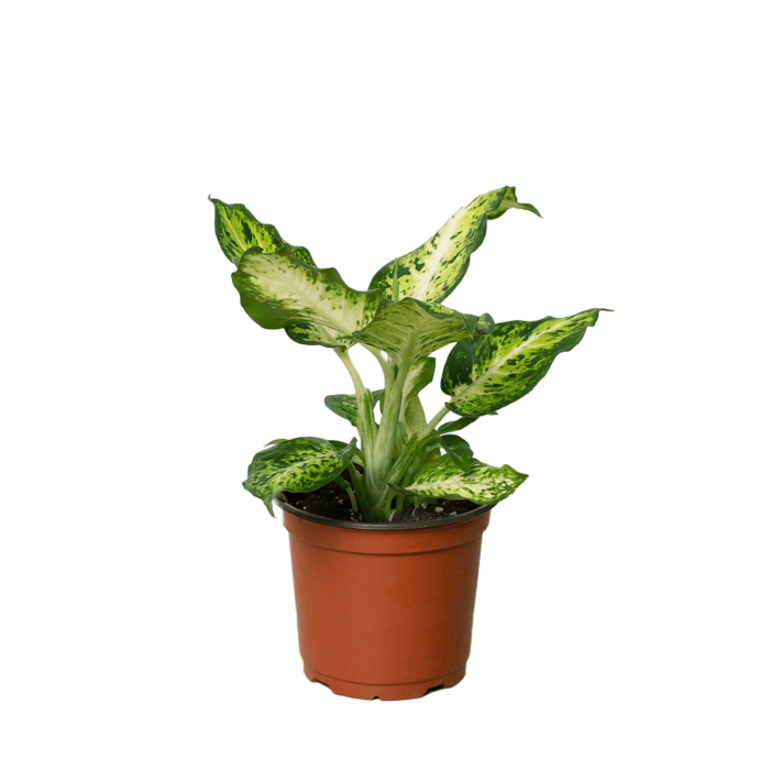 dieffenbachia amy | house plant sale | Forget Me Not Flower Market online plant shop | online nurseries near to me