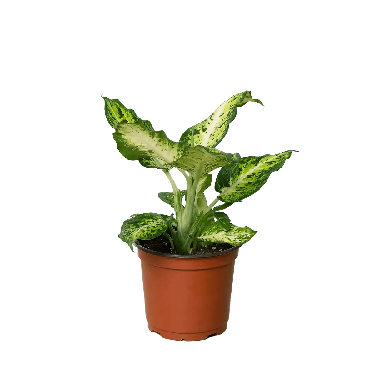 dieffenbachia amy | house plant sale | Forget Me Not Flower Market online plant shop | online nurseries near to me