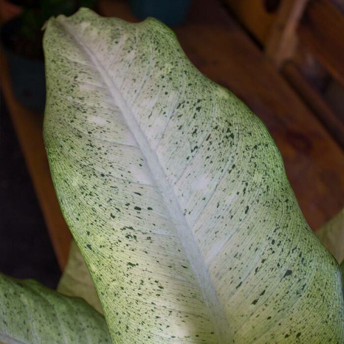 Dieffenbachia Camouflage House Plants for Sale | Best Indoor Plants | Forget Me Not Flower Market | Bonita Springs Flower Market | Cape Coral, Fort Myers, Naples | Indoor Plants, Outdoor Plants, Garden Plants, Flower plants Nursery, Wholesale Flowers and more