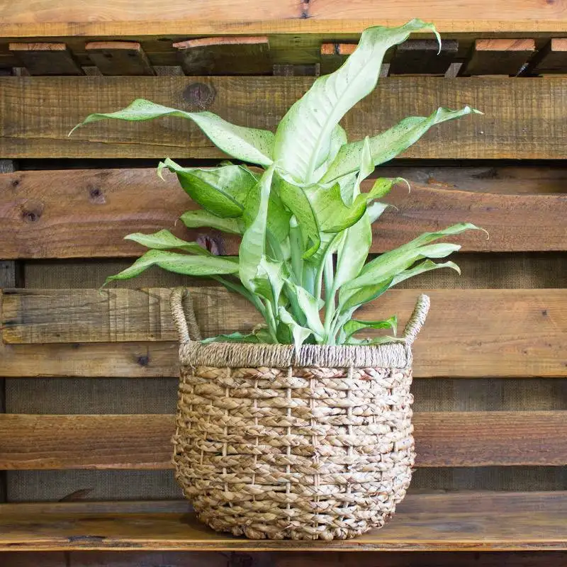 Dieffenbachia Camouflage House Plants for Sale | Best Indoor Plants | Forget Me Not Flower Market | Bonita Springs Flower Market | Cape Coral, Fort Myers, Naples | Indoor Plants, Outdoor Plants, Garden Plants, Flower plants Nursery, Wholesale Flowers and more