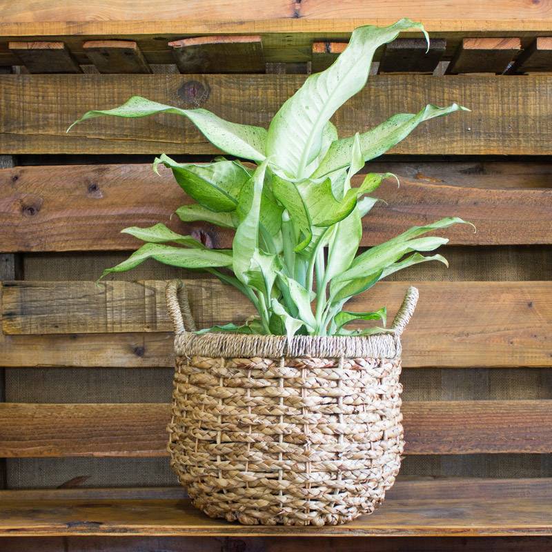 Poinsettia '\Red Free Shipping 🪴📦