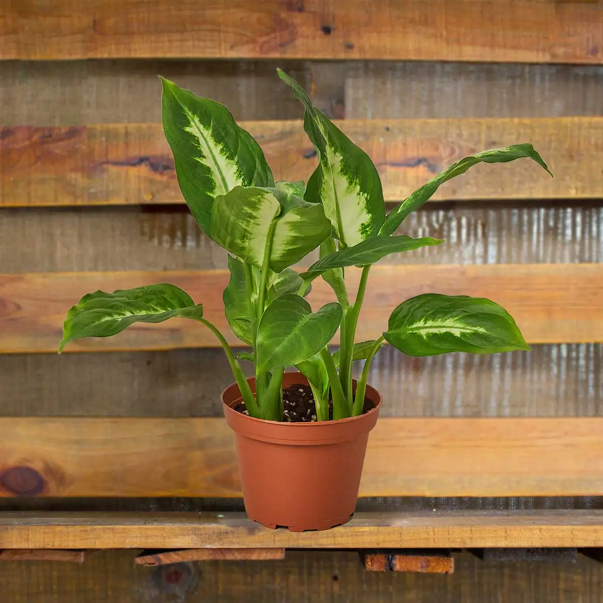 Dieffenbachia carmille House Plants for Sale | Best Indoor Plants | Forget Me Not Flower Market | Bonita Springs Flower Market | Cape Coral, Fort Myers, Naples | Indoor Plants, Outdoor Plants, Garden Plants, Flower plants Nursery, Wholesale Flowers and more
