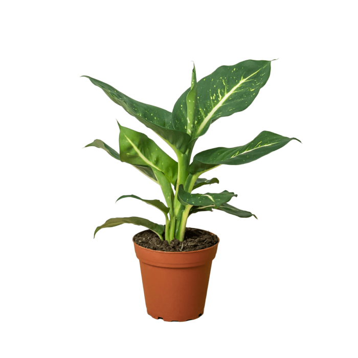 dieffenbachia oerstedii | house plant sale | Forget Me Not Flower Market online plant shop | online nurseries near to me