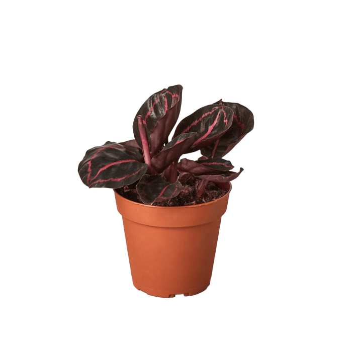 Dottie Calathea for sale | best online plant nursery | houseplantsale.com - houseplants for sale online | best indoor plants | forget me not flower market