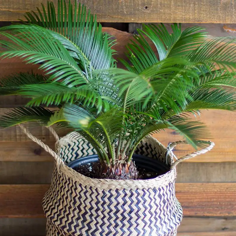Sago palm House Plants for Sale | Best Indoor Plants & Houseplant Sale | Forget Me Not Flower Market