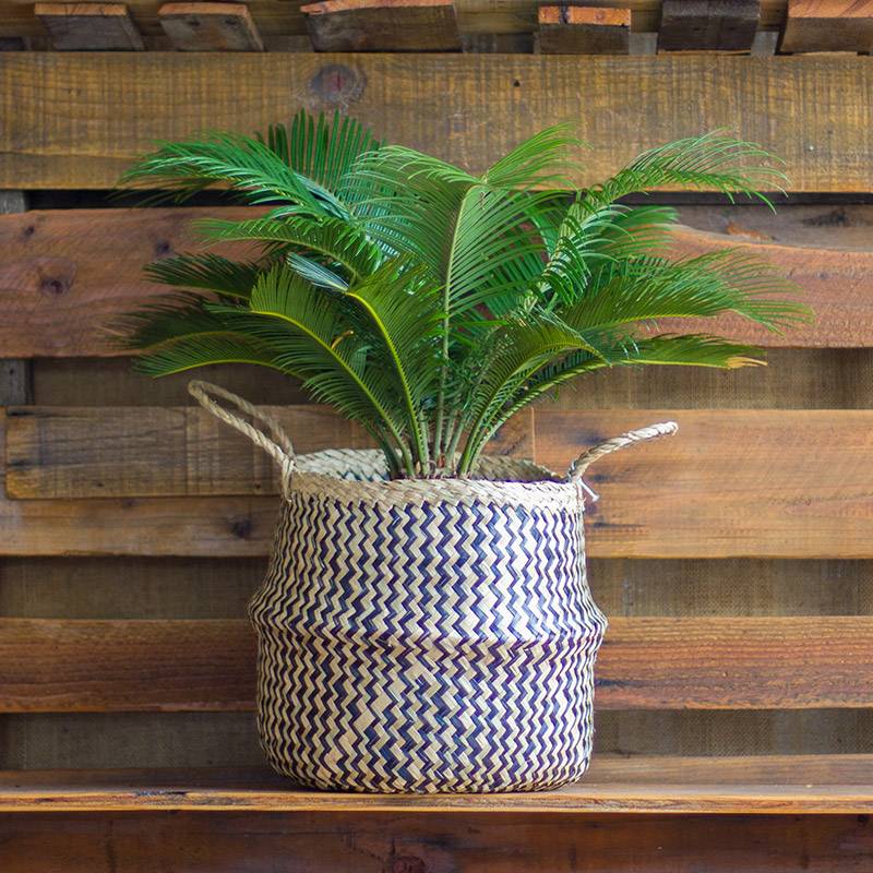 Sago palm House Plants for Sale | Best Indoor Plants & Houseplant Sale | Forget Me Not Flower Market