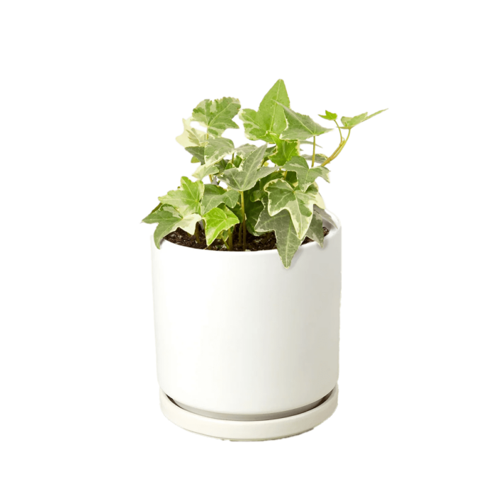 image of English ivy glacier plant for sale | houseplantsale.com | forget me not flower market