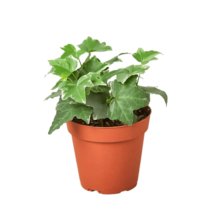 image of English ivy glacier plant for sale | houseplantsale.com | forget me not flower market