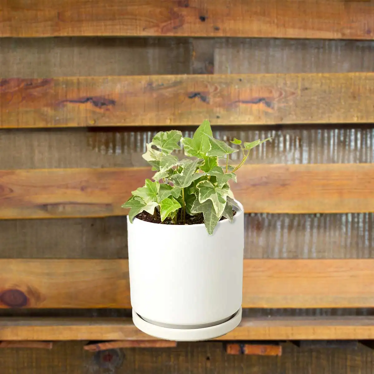 image of English ivy glacier plant for sale | houseplantsale.com | forget me not flower market