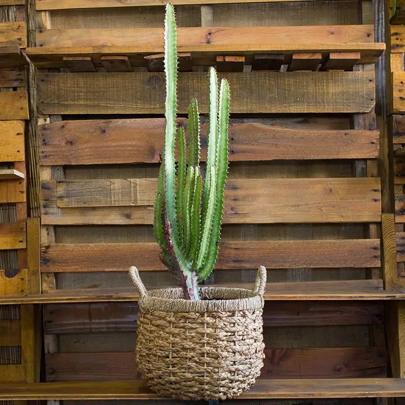Euphorbia Trigona Cactus House Plants for Sale | Best Indoor Plants | Forget Me Not Flower Market | Bonita Springs Flower Market | Cape Coral, Fort Myers, Naples | Indoor Plants, Outdoor Plants, Garden Plants, Flower plants Nursery, Wholesale Flowers and more