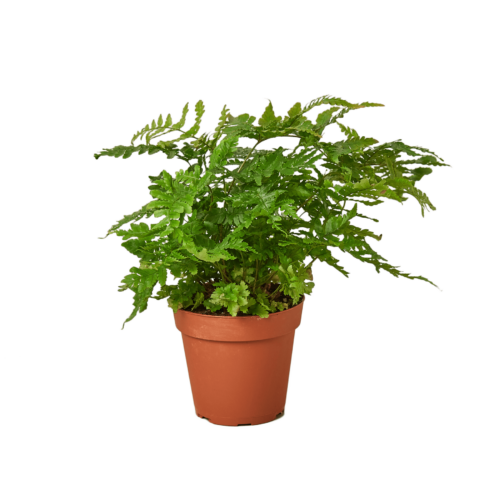 Fern Autumn House Plant for Sale - Size: Small- 4in, Nursery Pot | Best Indoor Plants & Houseplant Sale | Forget Me Not Flower Market