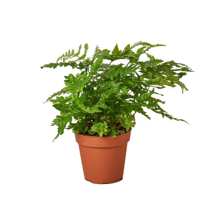 Fern Autumn House Plant for Sale - Size: Small- 4in, Nursery Pot | Best Indoor Plants & Houseplant Sale | Forget Me Not Flower Market