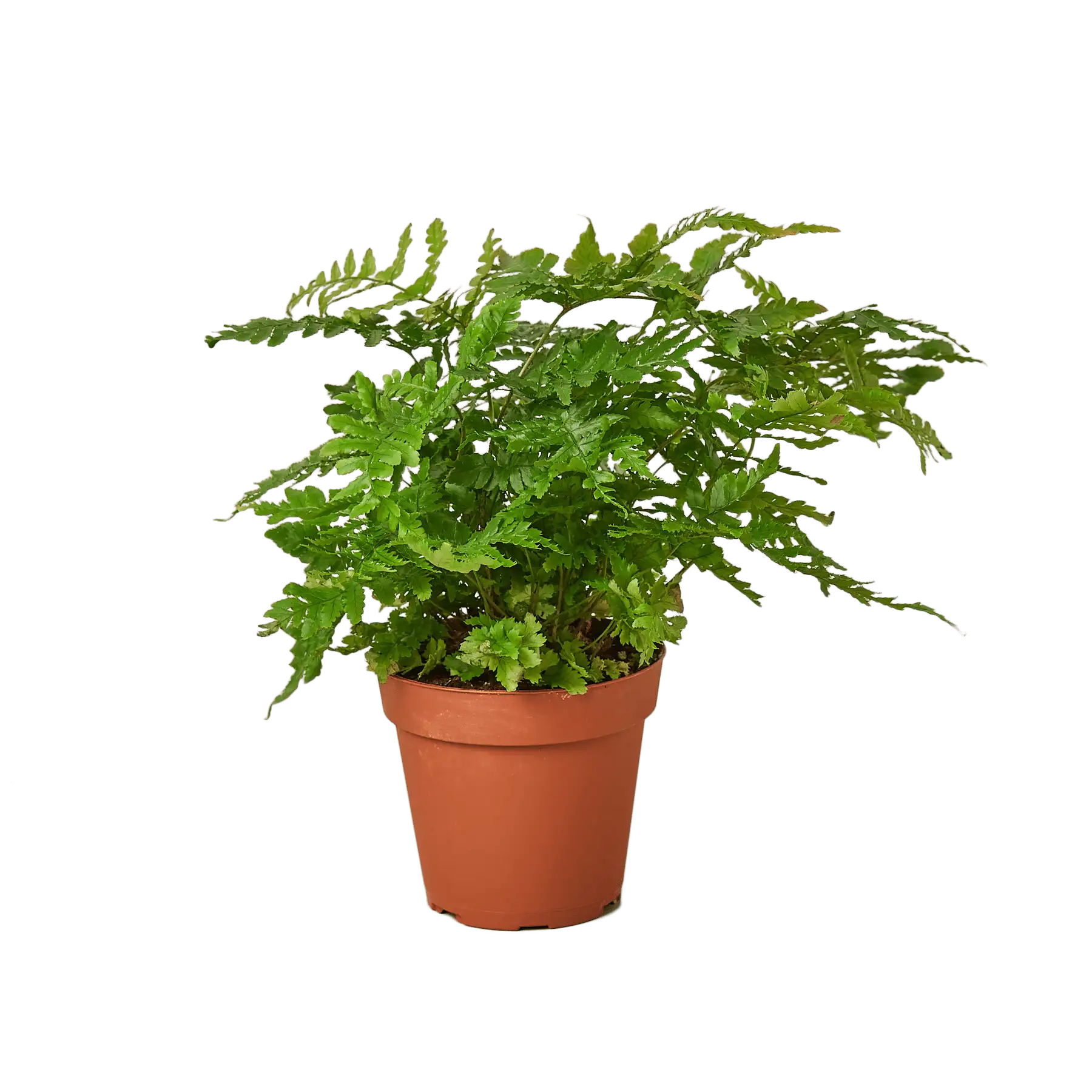 Fern Autumn House Plant for Sale - Size: Small- 4in, Nursery Pot | Best Indoor Plants & Houseplant Sale | Forget Me Not Flower Market