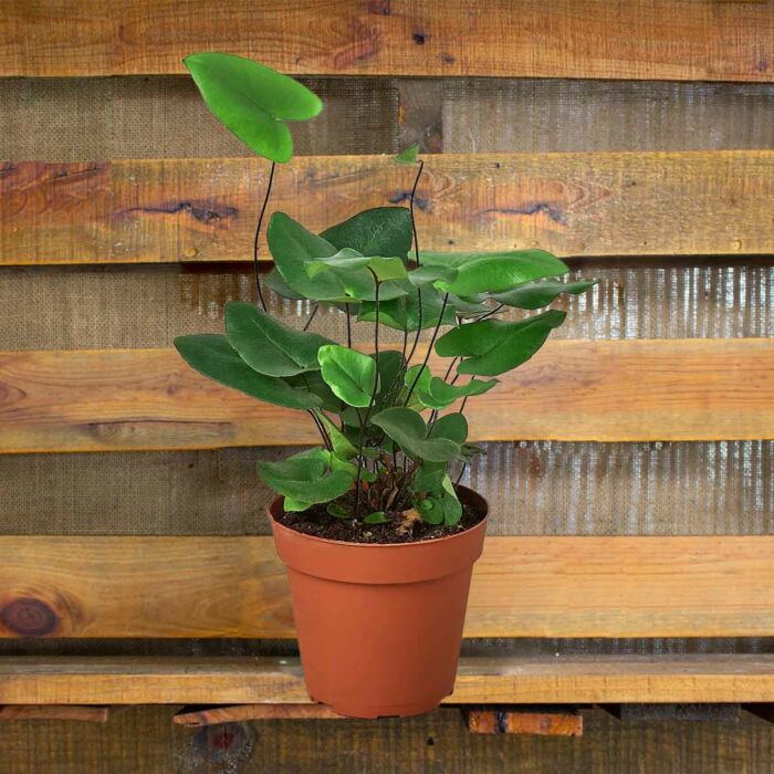 Fern Heart Plant for Sale Online | Best Indoor Plants & Houseplant Sale | Forget Me Not Flower Market