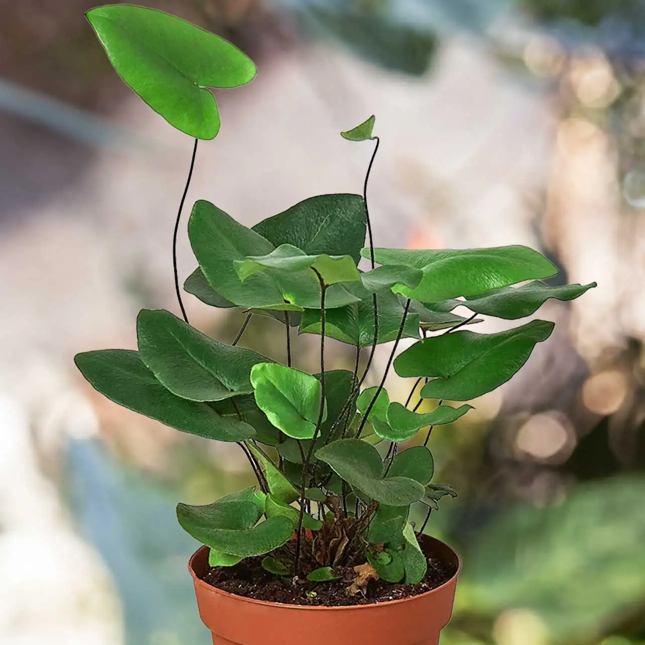 View Fern Heart -Perfect Plant Lovers Gift