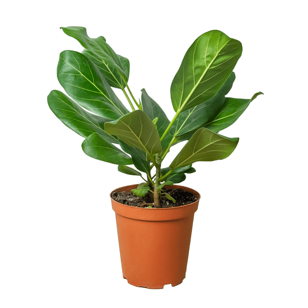 Ficus Audrey For Sale