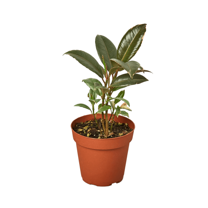 rubber plant ficus tineke elastica - best online plant nursery | houseplantsale.com - houseplants for sale online | best indoor plants | forget me not flower market