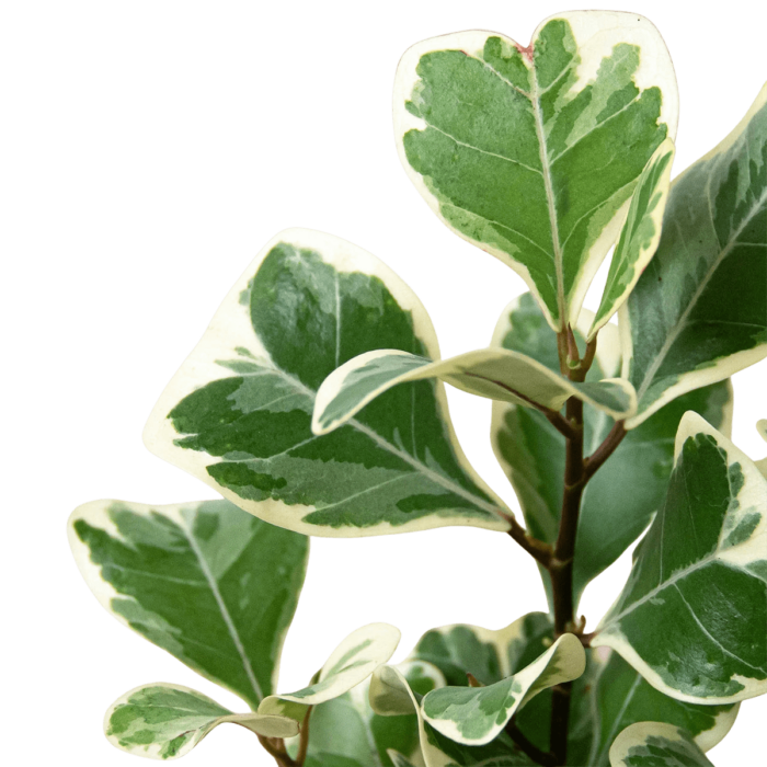 ficus elastica triangularis variegated - plants for Sale | Houseplant Sale | Best Indoor Plants | Forget Me Not Flower Market Online plant Shop | Online nurseries near to me