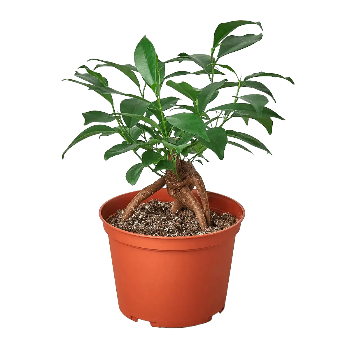 ficus ginseng plant for sale online | best online plant nursery | houseplantsale.com - houseplants for sale online | best indoor plants | forget me not flower market