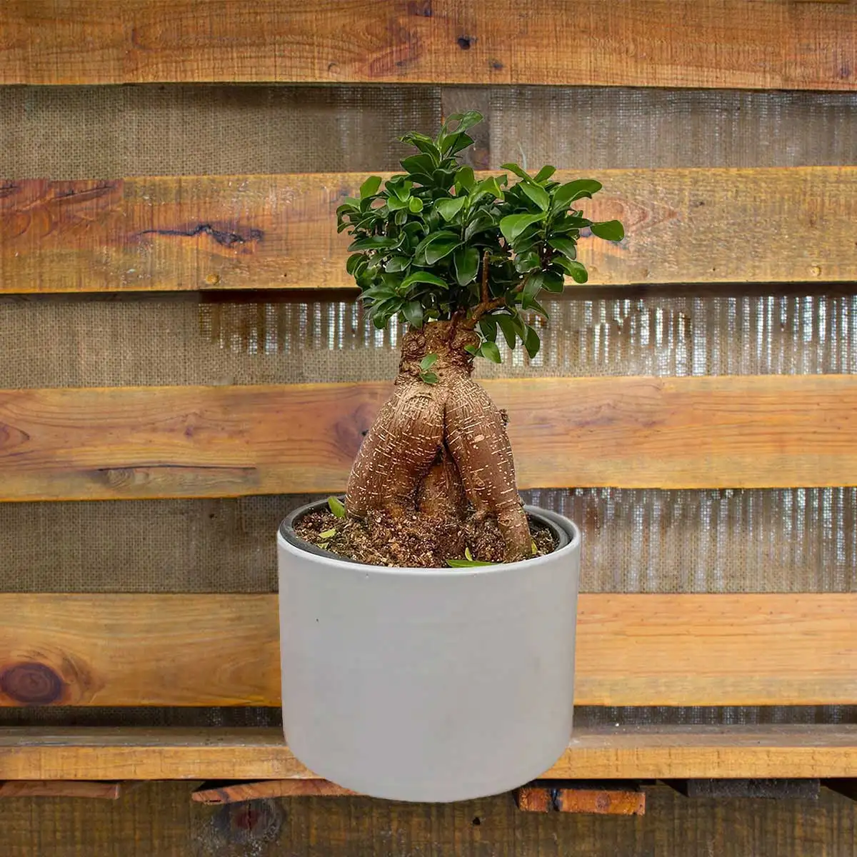 ficus ginseng plant for sale online | best online plant nursery | houseplantsale.com - houseplants for sale online | best indoor plants | forget me not flower market