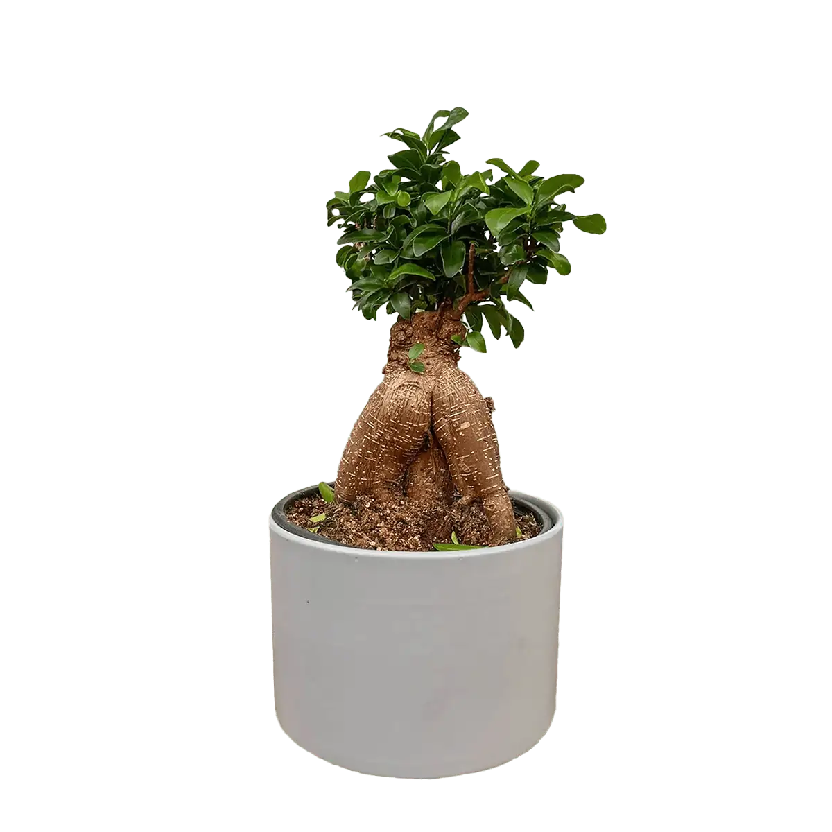 ficus ginseng plant for sale online | best online plant nursery | houseplantsale.com - houseplants for sale online | best indoor plants | forget me not flower market