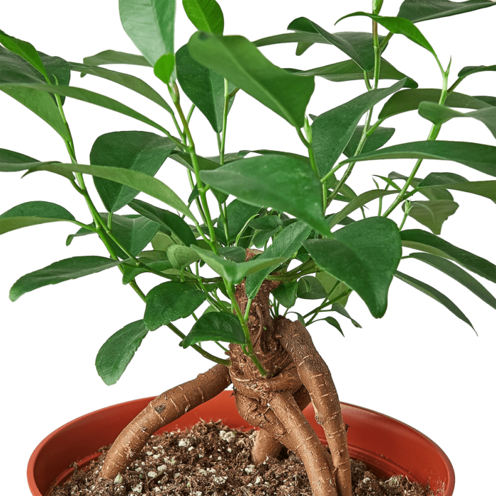 ficus ginseng plant for sale online | best online plant nursery | houseplantsale.com - houseplants for sale online | best indoor plants | forget me not flower market