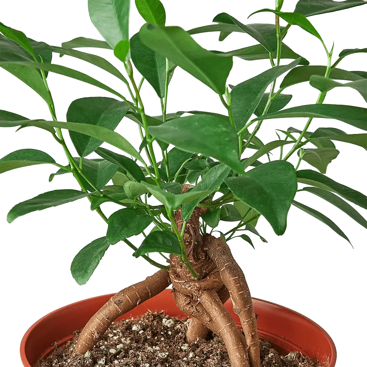 ficus ginseng plant for sale online | best online plant nursery | houseplantsale.com - houseplants for sale online | best indoor plants | forget me not flower market