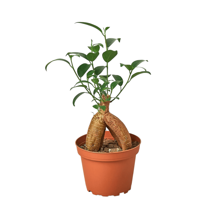 ficus ginseng plant for sale online | best online plant nursery | houseplantsale.com - houseplants for sale online | best indoor plants | forget me not flower market
