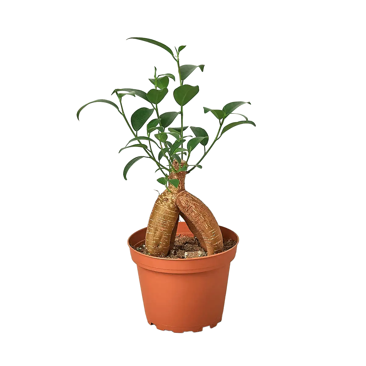 ficus ginseng plant for sale online | best online plant nursery | houseplantsale.com - houseplants for sale online | best indoor plants | forget me not flower market