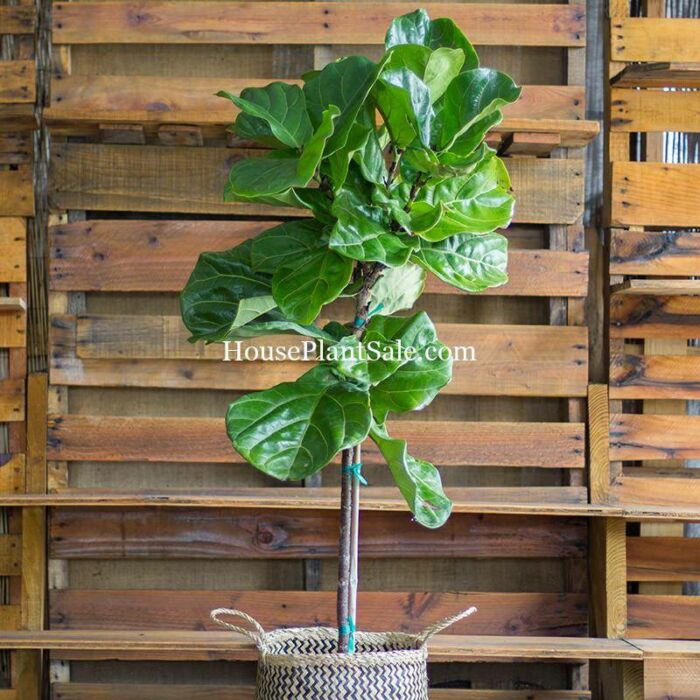 Fiddle Leaf Fig or Ficus Lyrata, House Plants for Sale | Best Indoor Plants | Forget Me Not Flower Market | Bonita Springs Flower Market | Cape Coral, Fort Myers, Naples | Indoor Plants, Outdoor Plants, Garden Plants, Flower plants Nursery, Wholesale Flowers and more