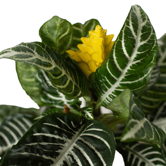 ficus shivereana moonshine - best online plant nursery | houseplantsale.com - houseplants for sale online | best indoor plants | forget me not flower market